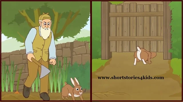 Peter Rabbit Story